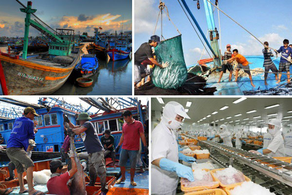 EU chưa thành công trong việc thực thi chính sách thủy sản bền vững