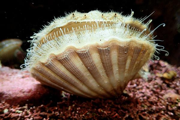 Giá động vật thân mềm hai mảnh vỏ tăng, ngoại trừ Hàu