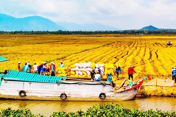 Giải pháp cho một vùng Đồng bằng Sông Cửu Long bền vững