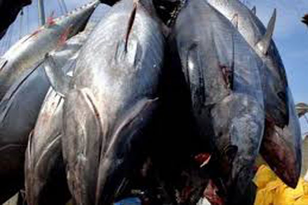 WWF: Các biện pháp quản lý dài hạn là cần thiết để cứu cá ngừ khu vực Đông Thái Bình Dương