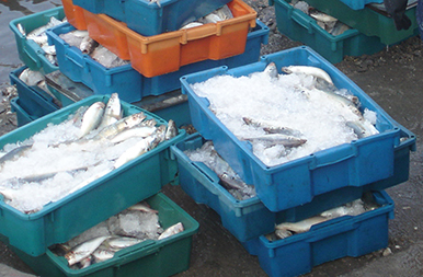Nhận biết các loài hải sản thường gặp ở vùng biển xa bờ