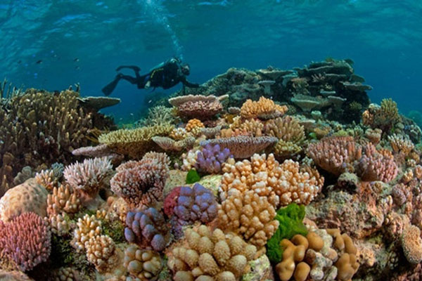 Tại sao các quỹ khí hậu thế giới bỏ qua các rạn san hô?