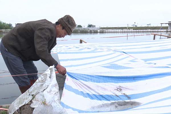 Hưng Yên: Chủ động phòng chống rét trong nuôi trồng thủy sản