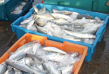 Bộ Nông nghiệp và PTNT hướng dẫn các biện pháp cấp bách ứng phó với hải sản chết bất thường