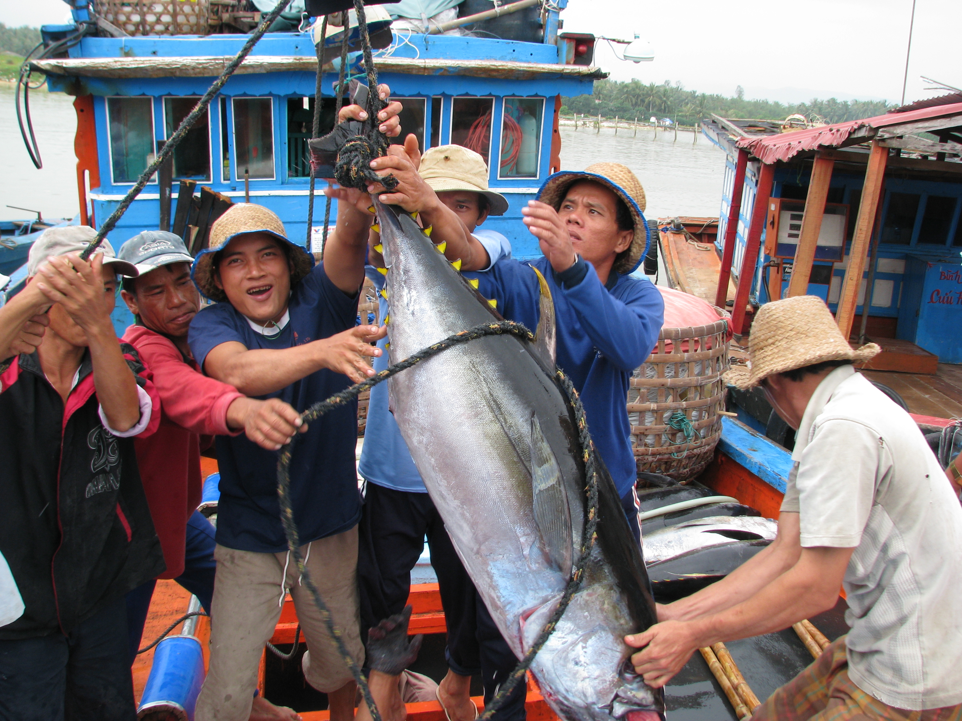 Many advantages of exporting tuna to ASEAN market
