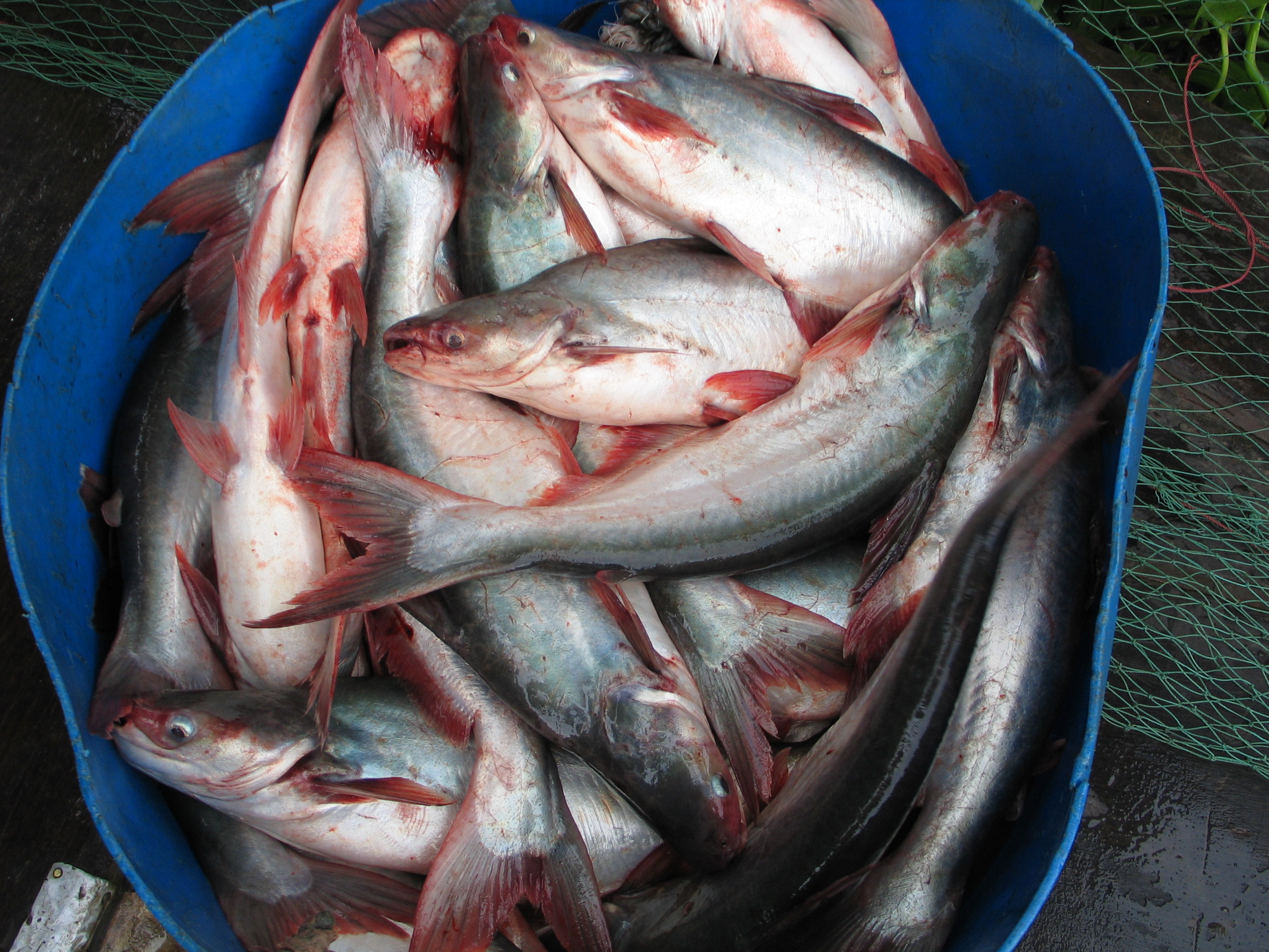 Tra fish export: Gradually moving to Asian markets
