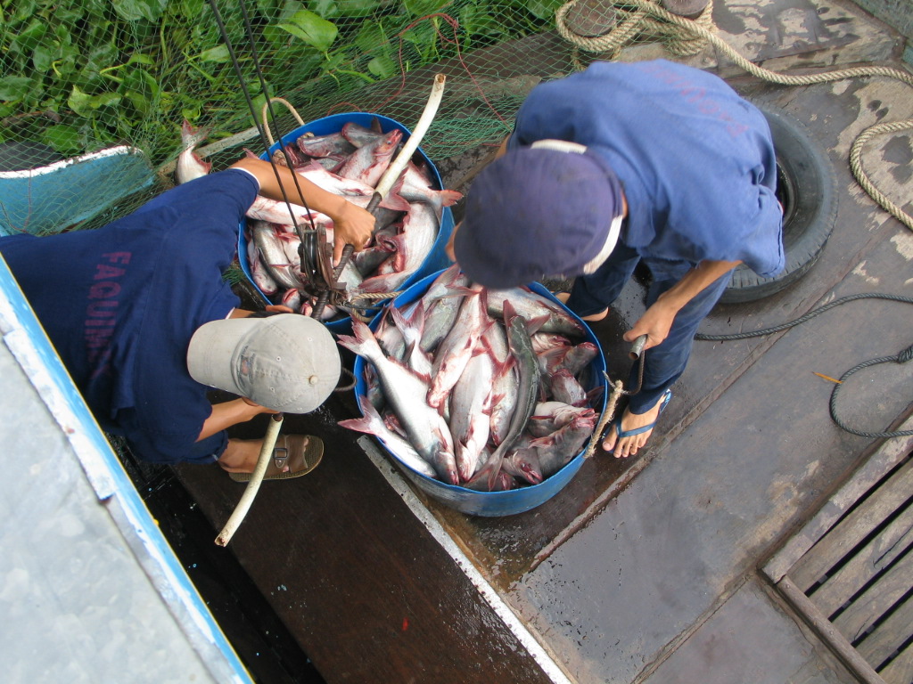 Recovering of Vietnamese tra fish export to the US