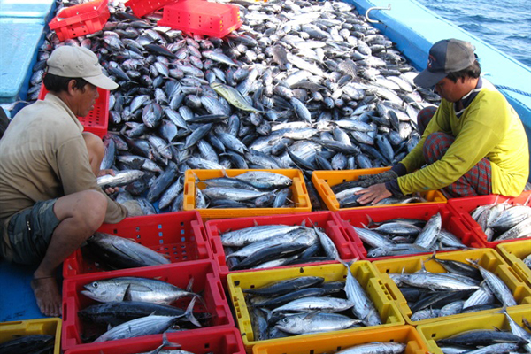 Báo cáo của WWF yêu cầu Nhật Bản thông qua chương trình giám sát các sản phẩm thủy sản