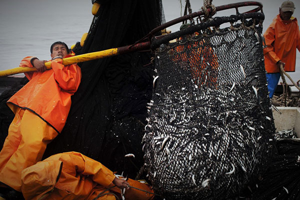 Tính bền vững của nghề khai thác cá được chế biến thành bột cá và dầu cá được cải thiện