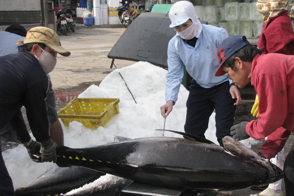 Greenpeace Canada: Số lượng sản phẩm cá ngừ đánh bắt bền vững tăng gấp bốn lần