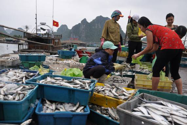 Cục Kiểm ngư: Tăng cường tuần tra, giám sát và vận động ngư dân không sử dụng các nghề khai thác hải sản tầng đáy tại vùng biển từ Hà Tĩnh đến Thừa Thiên Huế