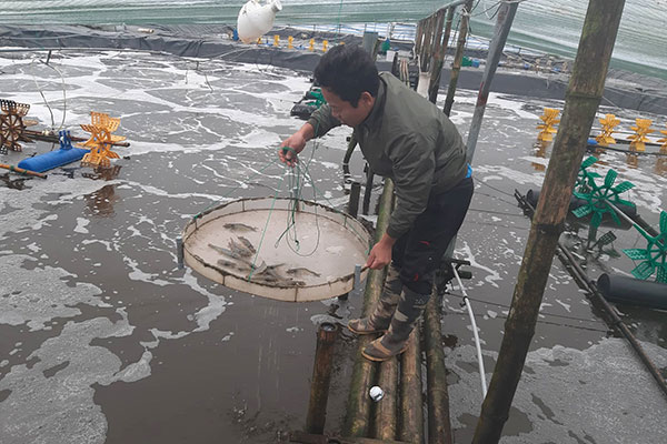 Ninh Binh: Applying Science and Technology for Three (3) Crops Per Year in White Leg Shrimp