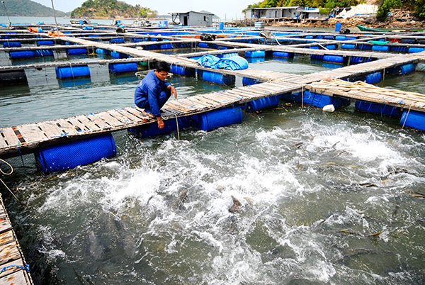 Kiên Giang: tổng sản lượng nuôi trồng thủy sản tháng 4 năm 2022 đạt 52,606