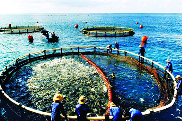 Kon Tum: Phê duyệt Đề án phát triển nuôi trồng thủy sản gắn với khai thác, bảo vệ, tái tạo và phát triển nguồn lợi thủy sản giai đoạn 2022-2030 và định hướng đến năm 2045