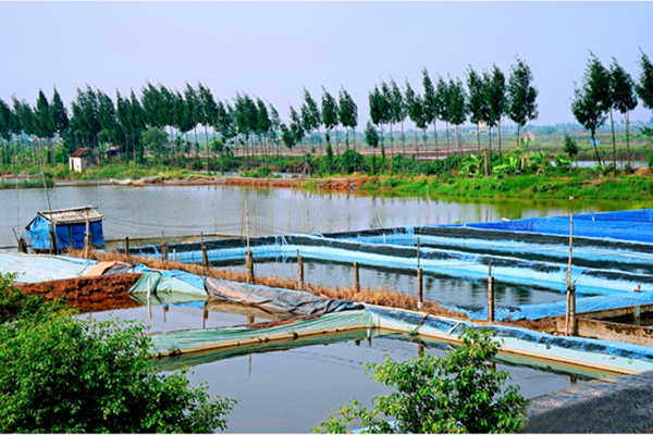 Kon Tum: Tăng cường chỉ đạo nuôi trồng thủy sản các tháng cuối năm 2023, đảm bảo kế hoạch tăng trưởng