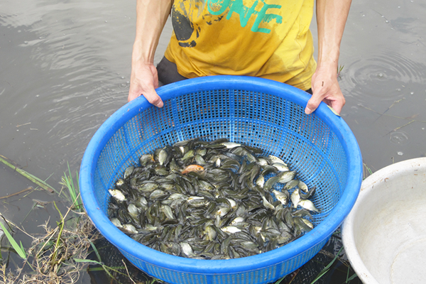 Kon Tum: Tăng cường Phòng, chống một số dịch bệnh nguy hiểm  trên thủy sản nuôi, giai đoạn 2022-2030