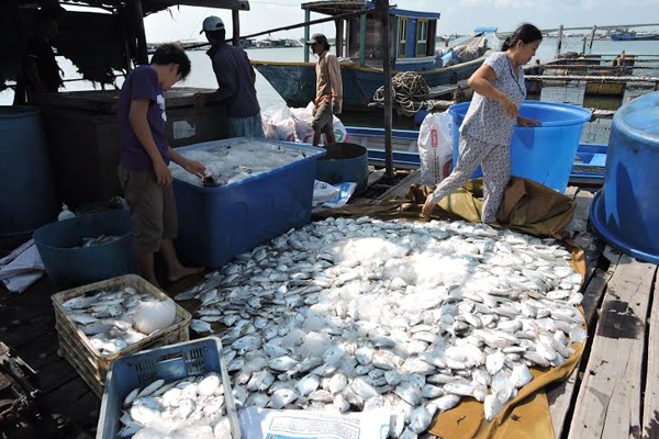 Tăng cường kiểm soát môi trường tại các cảng cá tỉnh Bà Rịa- Vũng Tàu