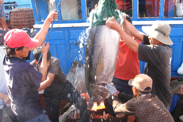 Ứng dụng điện tử trong giám sát sản lượng đánh bắt cá ngừ