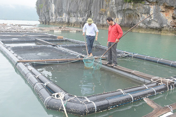 Khánh Hòa: Nuôi trồng thủy sản bền vững bằng lồng nuôi sử dụng vật liệu nhựa HDPE