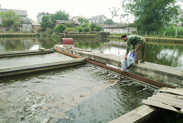 Đánh giá sản xuất thương mại, thâm canh cá rô phi vằn trong hệ thống sông trong ao (IPRS)