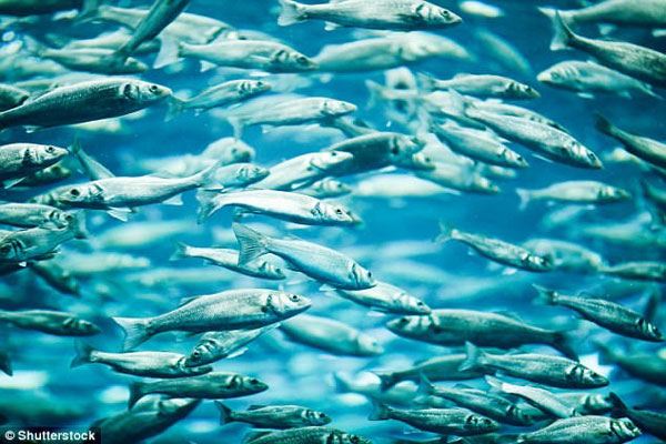Một số loài cá có thể giảm tới 30% kích thước do sự ấm lên của biển