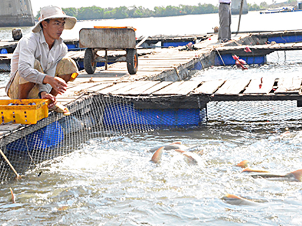 Long An chỉnh sửa chính sách hỗ trợ áp dụng VietGAP trong thủy sản