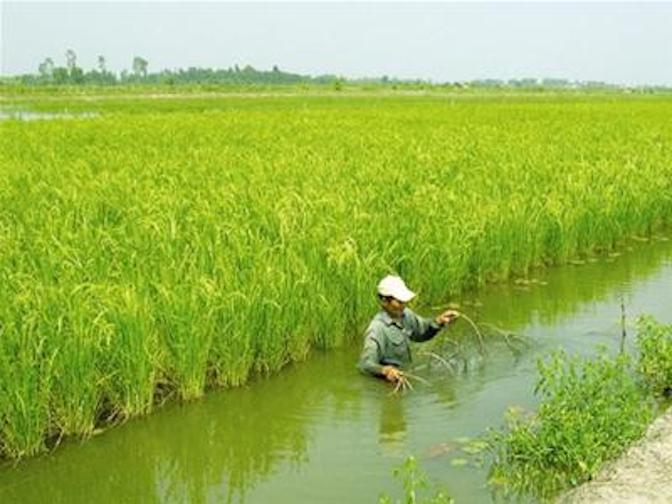 DongThap: Effectiveness of the shrimp- rice cultivation model