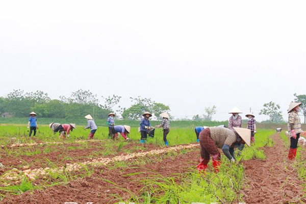 Nam Định năng động đổi mới, phát triển kinh tế tập thể