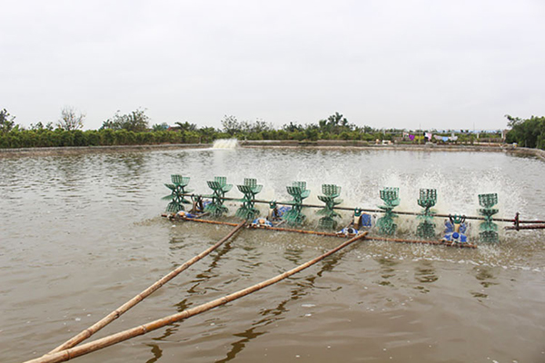 Nam Định: Tổng sản lượng thủy sản 8 tháng đầu năm 2023 ước đạt trên 127