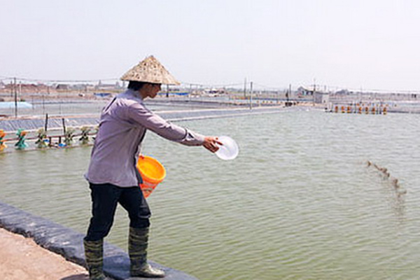 Nam Định: trong tháng 4 năm 2022, sản lượng nuôi trồng thủy sản ước đạt 37.185 tấn, khai thác thủy sản ước đạt 18.592 tấn