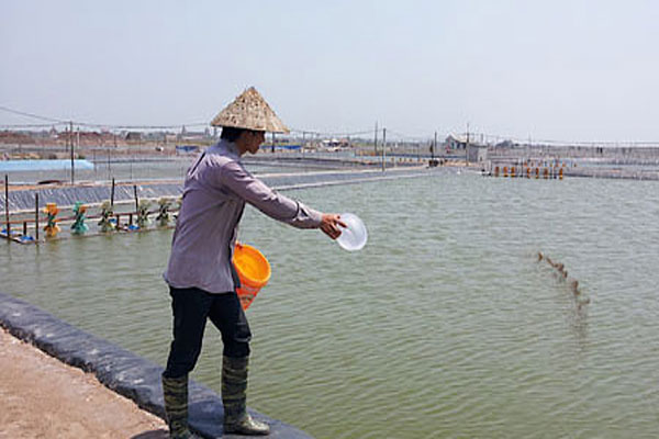 Nam Định: Sản lượng nuôi trồng thủy sản 9 tháng đầu năm đạt trên 66 nghìn tấn