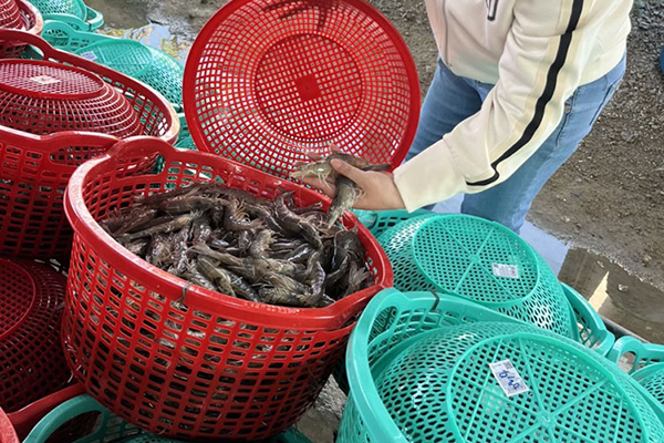 Ngành tôm và nỗi lo chi phí