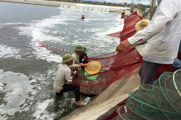 Nghệ An: Sản lượng khai thác thủy sản 7 tháng đầu năm 2023 ước đạt trên 118 nghìn tấn