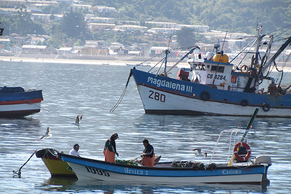 70% nghề cá chính của Chile bị khai thác quá mức hoặc cạn kiệt