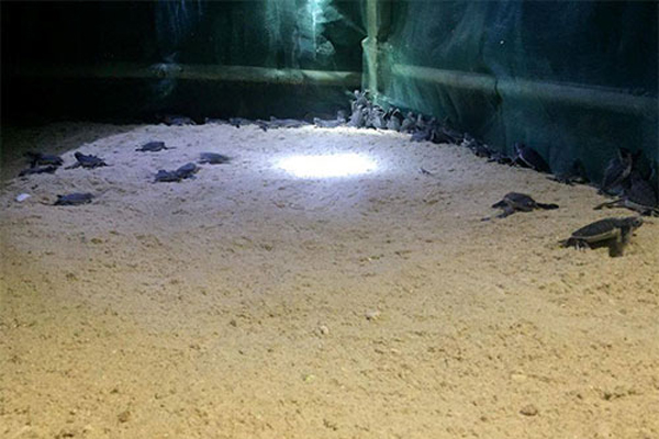 Bình Thuận: Thả hơn 100 cá thể rùa con về biển Hòn Cau