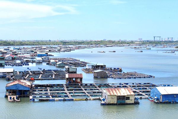 Bà Rịa- Vũng Tàu: Tổng sản lượng nuôi trồng thủy sản tháng 12 ước đạt 1.684 tấn, tăng 6,65% so với cùng kỳ năm 2020