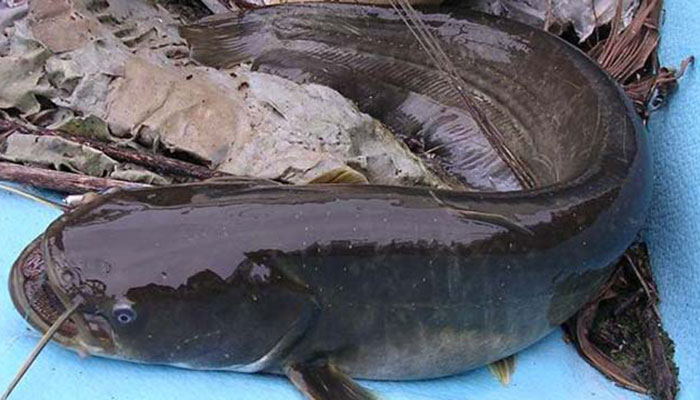 Áp dụng kỹ thuật nuôi cá nheo Mỹ thương phẩm trong ao hạn chế dịch bệnh xảy ra