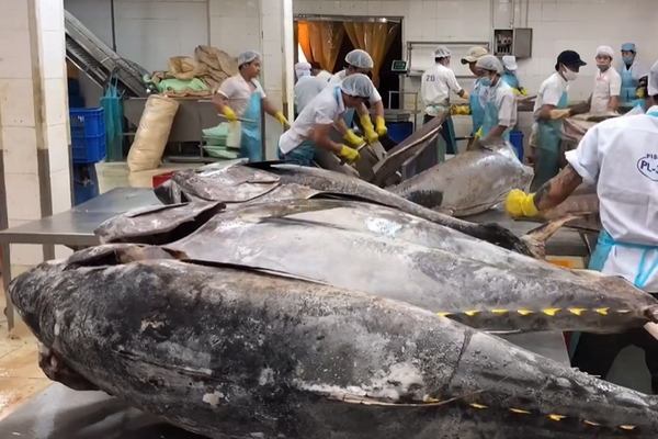 Nhu cầu toàn cầu tăng mạnh đối với nguyên liệu cá ngừ sơ chế - Phần 2,