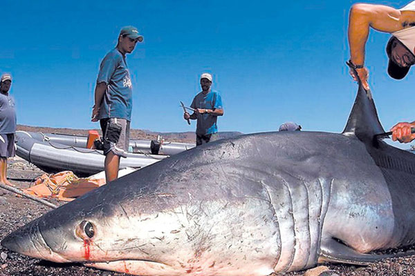 Nhập khẩu cá mập Hồng Kông “giảm một nửa từ năm 2007” nhờ các quy định chặt chẽ hơn và lệnh cấm vận chuyển vây cá mập