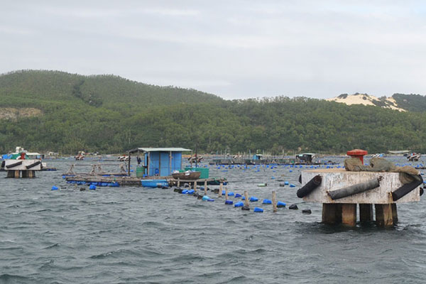 Phú Yên: Triển khai các giải pháp quản lý hoạt động nuôi trồng thủy sản