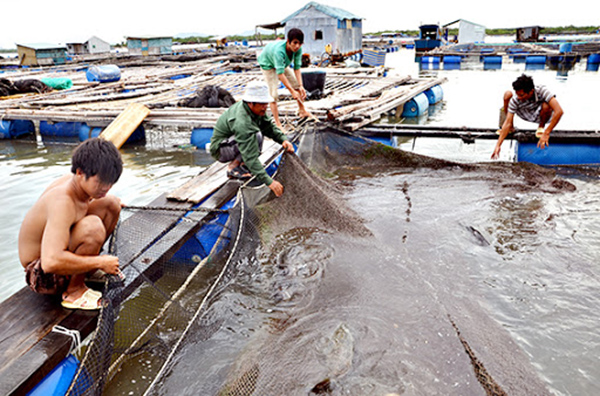 Bà Rịa - Vũng Tàu: Sản lượng nuôi trồng thủy sản 02 tháng đầu năm tăng, giá trị vượt chỉ tiêu kế hoạch