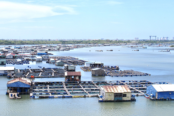 Bà Rịa - Vũng Tàu: Sản lượng nuôi trồng thủy sản Quý I/2022 tăng 3,02% so với cùng kỳ 2021