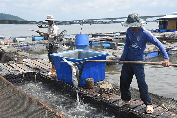 Bà Rịa – Vũng Tàu: Tăng cường quản lý nuôi trồng thủy sản lồng bè trong điều kiện thời tiết mùa mưa bão