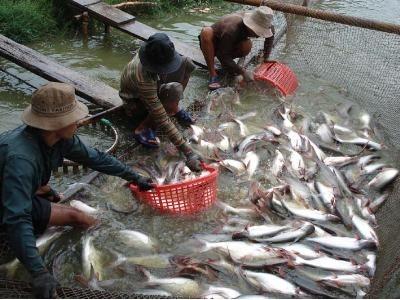 Tăng cường quản lý, sản xuất nuôi cá tra năm 2015