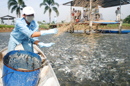 Dong Thap complete the 3-level pangasius fingerling production chain