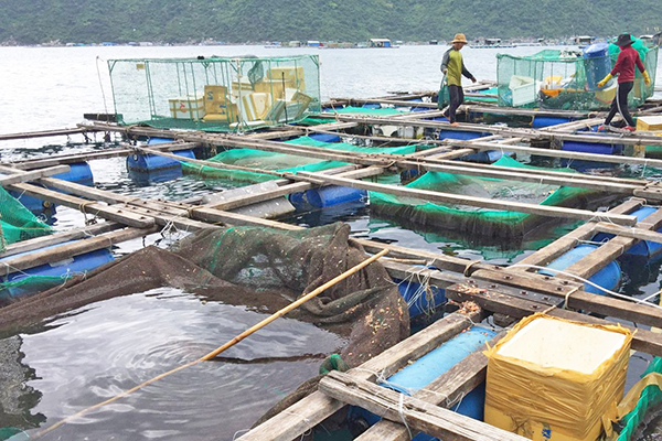 Tăng cường quản lý nuôi cá lồng bè   trên sông, hồ chứa và nuôi thủy sản nước ngọt