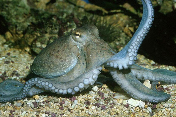 Nuôi bạch tuộc sẽ có tác động môi trường sâu rộng và bất lợi
