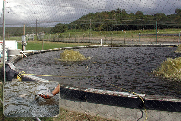 Hiệu suất năng suất của cá rô phi vằn trong nước được tái sử dụng từ hệ thống biofloc