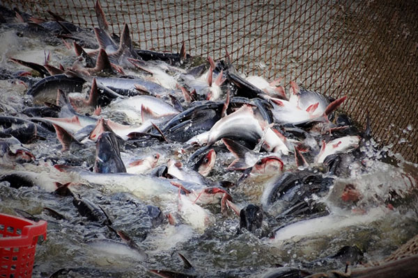 Vắc-xin có thể mang lại lợi ích cho hàng triệu người nuôi cá da trơn Hoa Kỳ