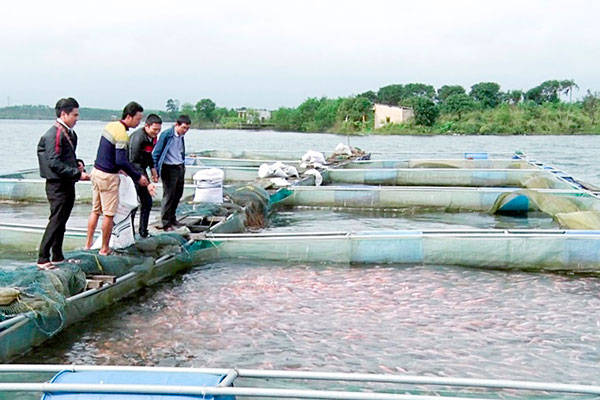 Một số lưu ý về môi trường vùng nước cấp cho vùng nuôi cá Rô phi, Điêu hồng tập trung tại các tỉnh An Giang, Đồng Tháp, Vĩnh Long, Hậu Giang và Cần Thơ trong tháng 3/2019